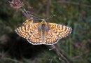 Melitaea cinxia  ©  S. Beshkov